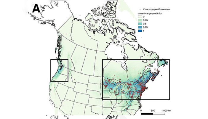 Map of North America showing Vaccinium occurrence and current range prediction. Various shades of green and blue indicate probabilities, with red dots marking specific occurrences.