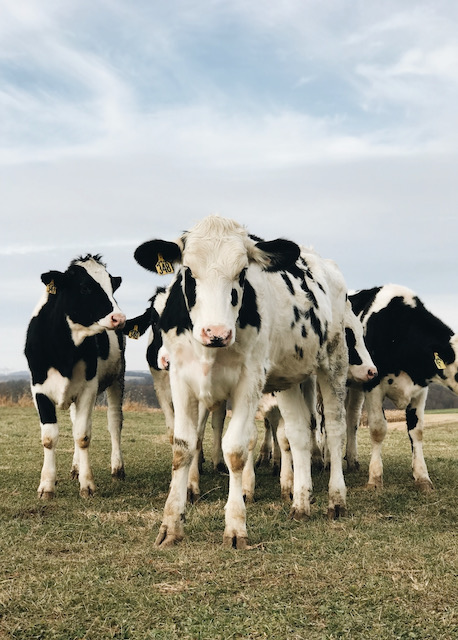 Holstein Cows (McLearnon, A. (2018))