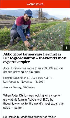 Abbotsford farmer says he's first in B.C. to grow saffron, Lenore Newman, CBC News