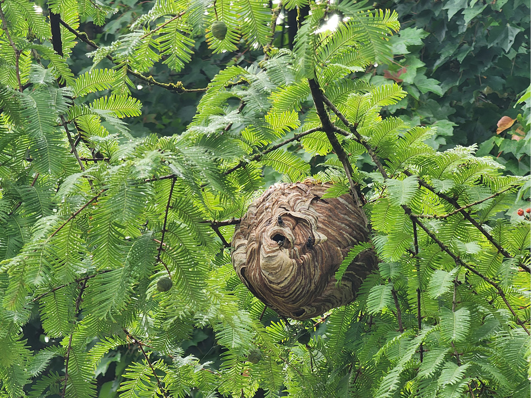A wasp nest visible in a tree branch