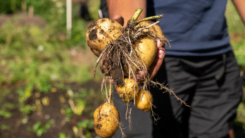 A hand holds up potatoes just pulled from the soil.