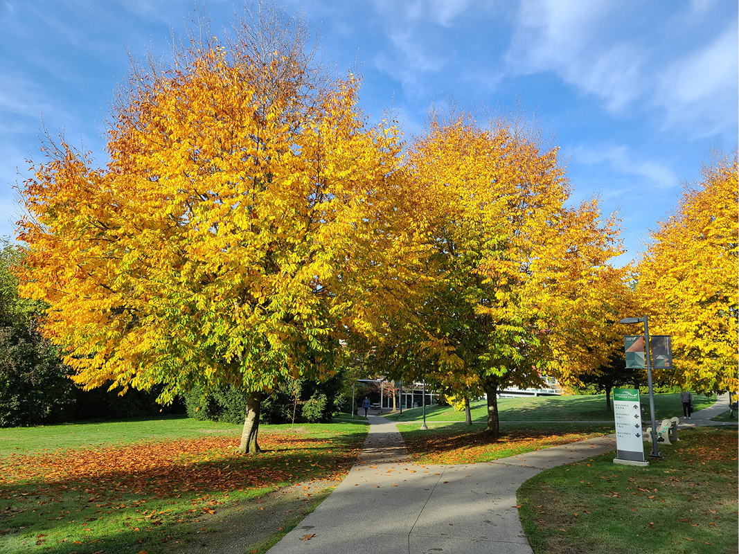 Trees in fall colour on the Abbotsford campus