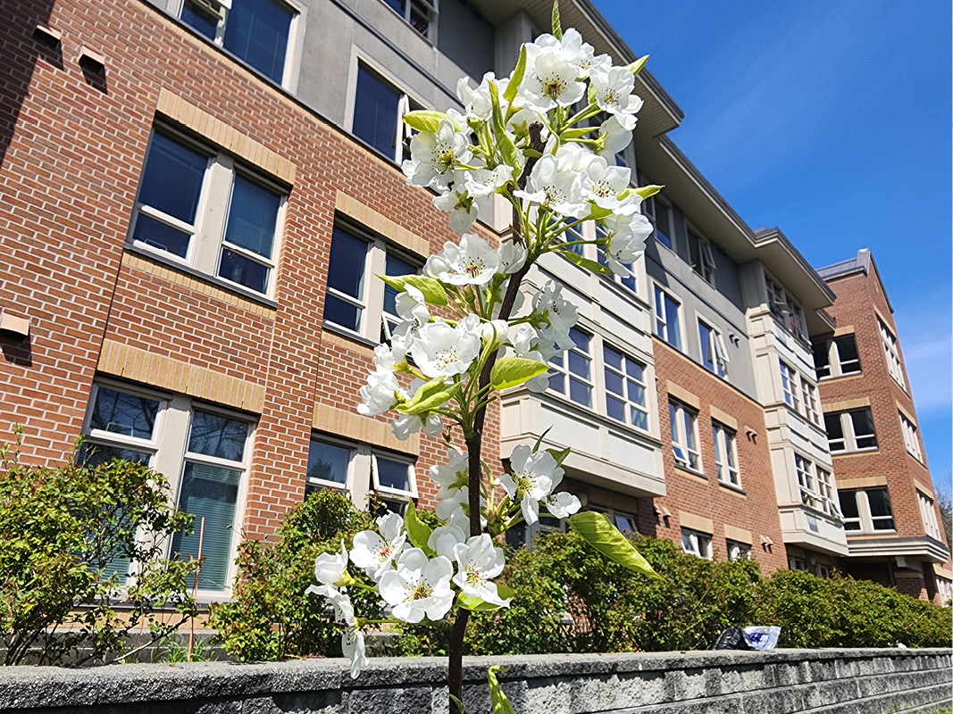 Fruit trees on campus with Lá:lem te Baker in the background